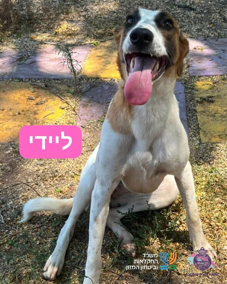 ליידי (צילום: כלביית הגלבוע) ליידי