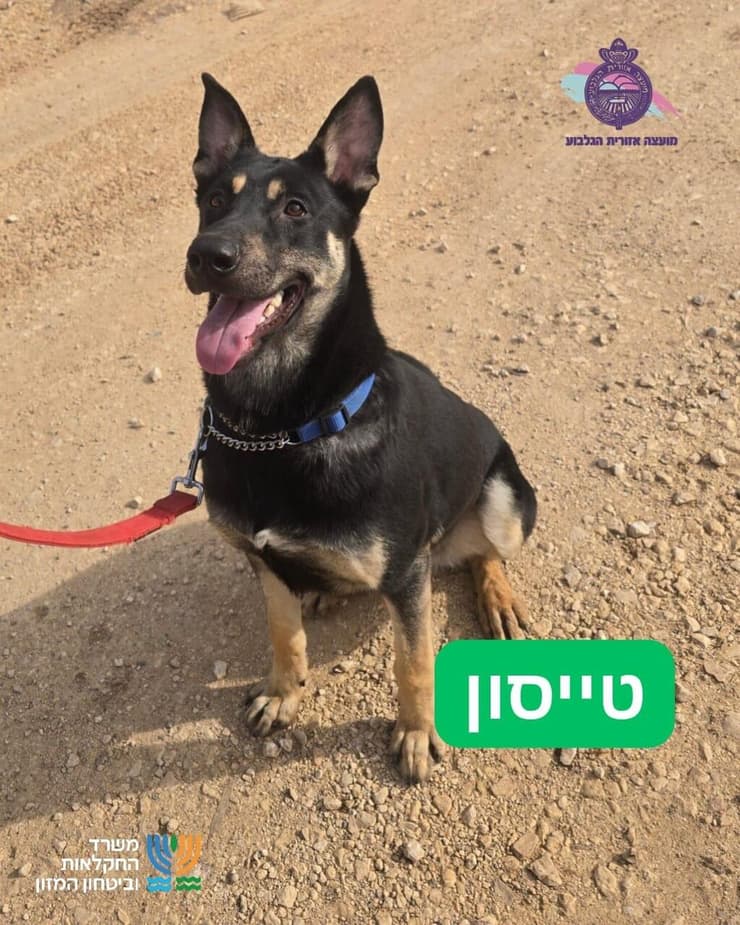 טייסון (צילום: כלביית הגלבוע) טייסון