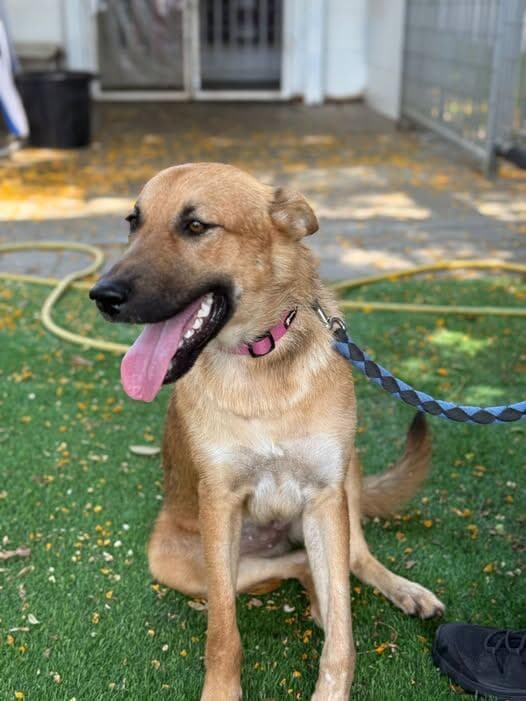 חומי (צילום: בשביל בעלי החיים) חומי