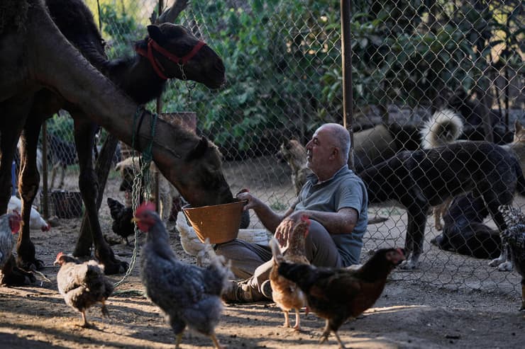 חוסיין חמזה מאכיל את הגמלים ומוקף בשאר בעלי החיים שנמצאים במקלט שבבעלותו (צילום: Bilal Hussein/AP) חוסיין חמזה מאכיל את הגמלים ומוקף בשאר בעלי החיים שנמצאים במקלט שבבעלותו