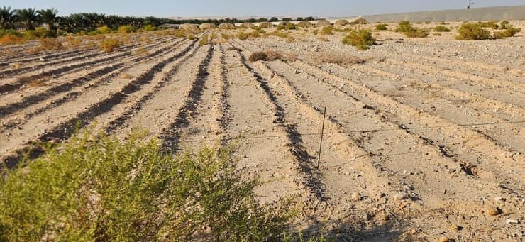 האדמה מחכה למים (צילום: משק קורן) האדמה מחכה למים