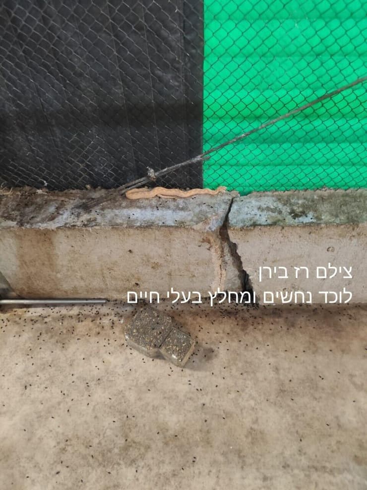 צילום: רז בירן