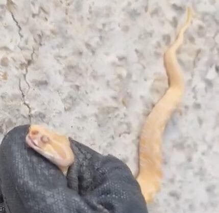 נקבת הצפע אחרי הלכידה (צילום: רז בירן) נקבת הצפע אחרי הלכידה