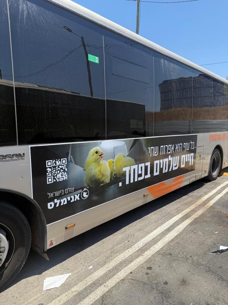 הקמפיין של אנימלס (צילום: אנימלס) הקמפיין של אנימלס