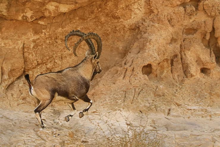 יעל נובי (צילום: נעם ארון) יעל נובי