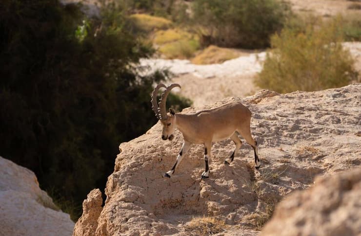 יעל נובי (צילום: ירדן ארמן) יעל נובי