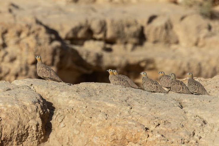 קטות כתר שבאות לתשתות בעין ירקעם (צילום: מיכה מנדל) קטות כתר שבאות לתשתות בעין ירקעם