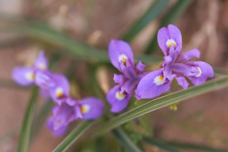 אירוס אחר הצוהריים (צילום: טל יאירי) אירוס אחר הצוהריים