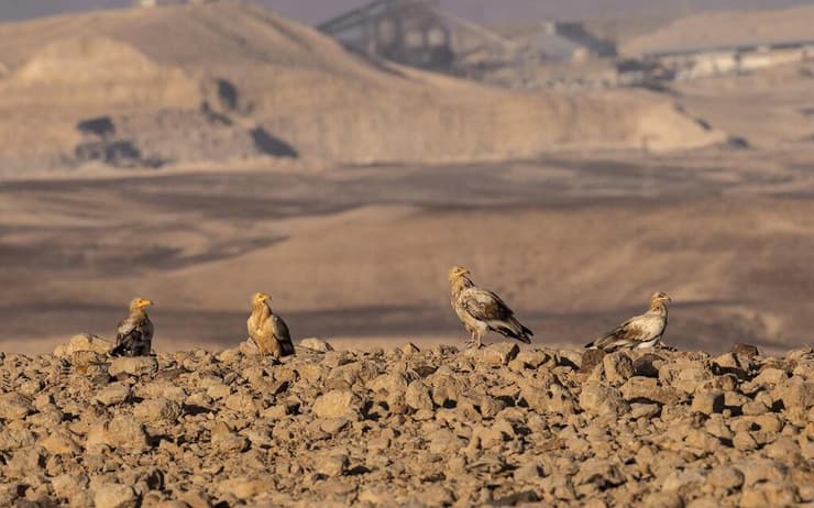 רחמים מדבריים על רקע מפעלי אורון שמדרום לעין ירקעם (צילום: משה כהן) רחמים מדבריים על רקע מפעלי אורון שמדרום לעין ירקעם