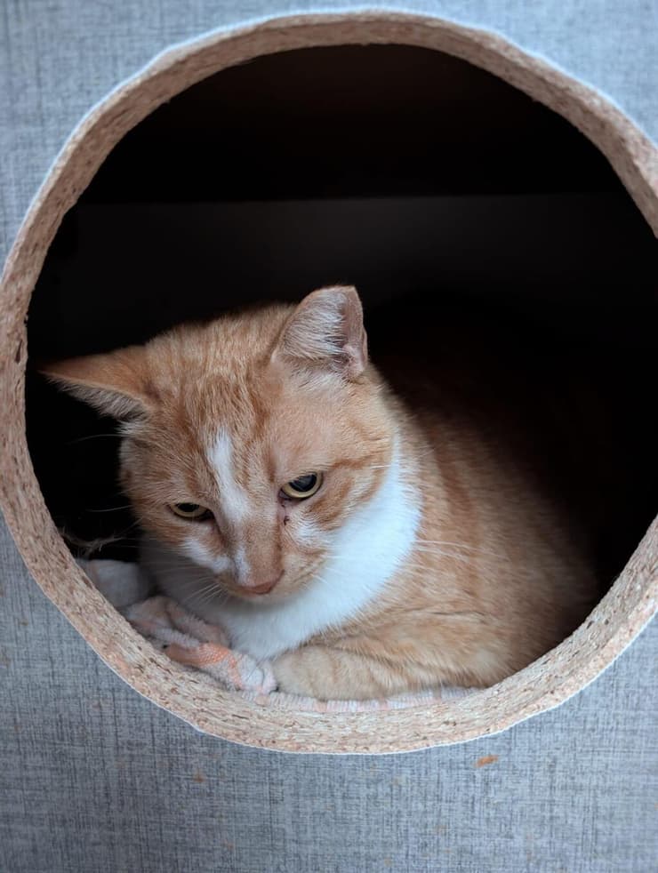 סופגי (צילום: ראשון אוהבת חיות) סופגי