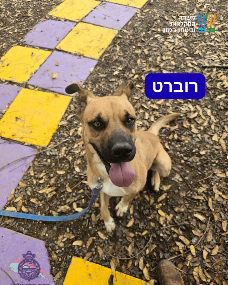 רוברט (צילום: כלביית מועצה אזורית הגלבוע) רוברט