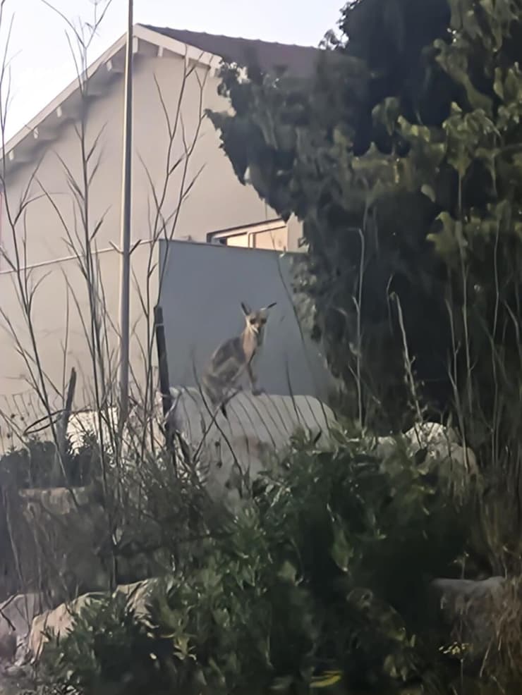 השועל כפי שתועד בבית רימון (צילום: אמיר בריל) השועל כפי שתועד בבית רימון
