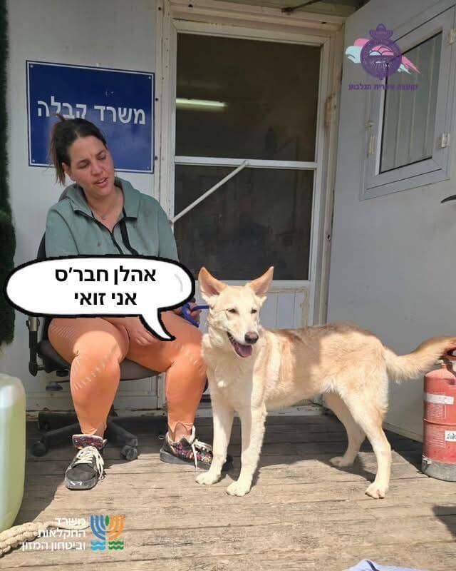 זואי (צילום: כלביית הגלבוע) זואי