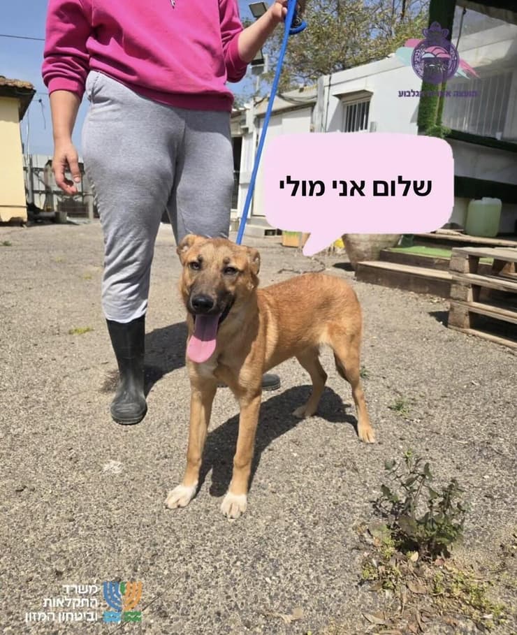 מולי (צילום: כלביית הגלבוע) מולי