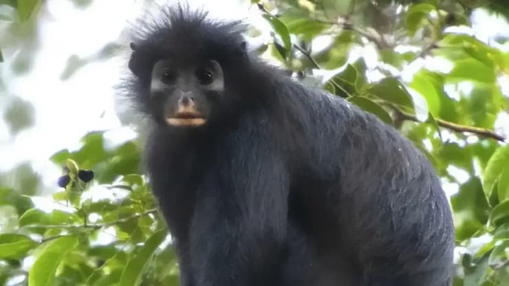 אחד הקופים שתועדו (צילום: Daniel Rosengren/Frankfurt Zoological Society) אחד הקופים שתועדו