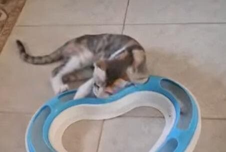 אמה (צילום: עמותת החיות ואנחנו) אמה