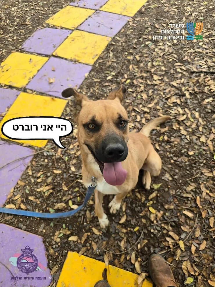 רוברט (צילום: כלביית הגלבוע) רוברט