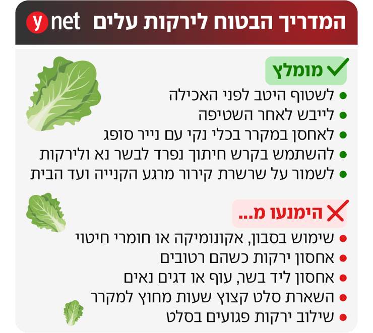 אינפו שטיפת ירקות עלים חסה אינפו שטיפת ירקות עלים חסה