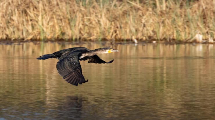 קורמורן גדול מחפש דגים בגרמניה (צילום: Werner Baumgarten, shutterstock) קורמורן גדול מחפש דגים בגרמניה