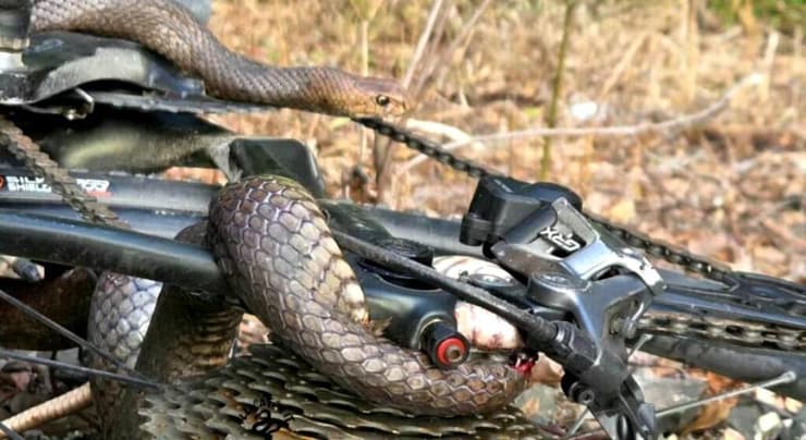 הפתן החום המזרחי. הומת לאחר שחולץ (צילום: I'll Catch It Snake Relocations) הפתן החום המזרחי. הומת לאחר שחולץ