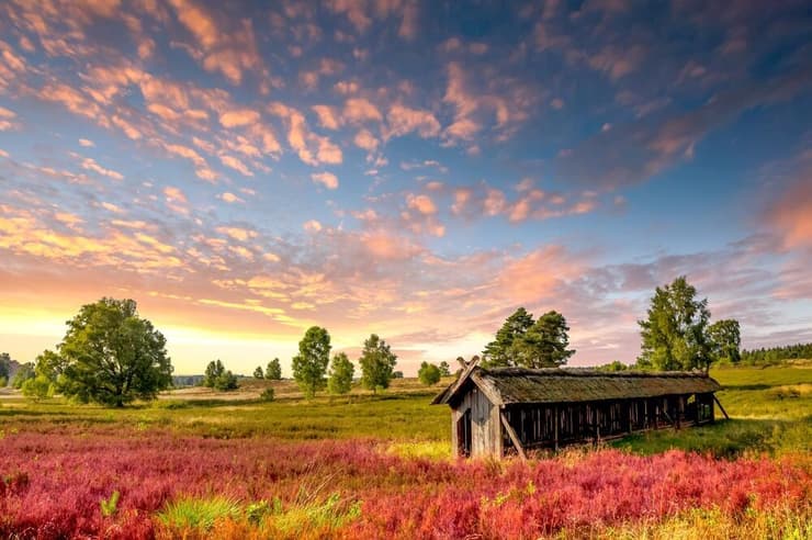 המישור שלפני העליה. Lüneburg Heath, גרמניה (צילום: Sina Ettmer Photography / shutterstock) Lüneburg Heath, גרמניה