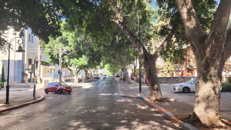 צל עצים ברחובות (צילום: דוברות העירייה) צל עצים ברחובות