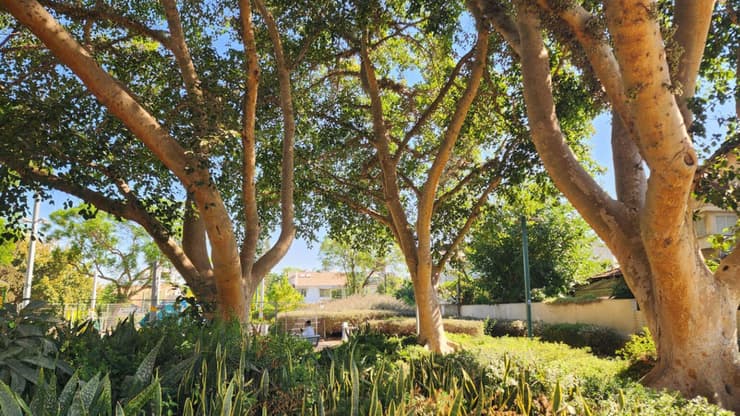 צל עצים ברחובות (צילום: דוברות העירייה) צל עצים ברחובות