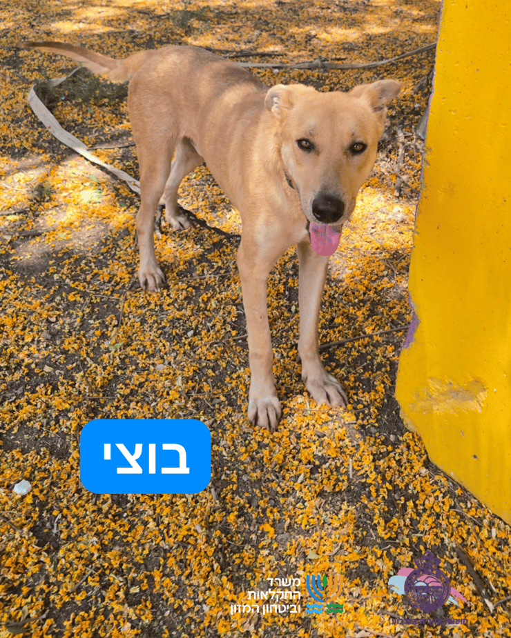 בוצי (צילום: כלביית הגלבוע) בוצי