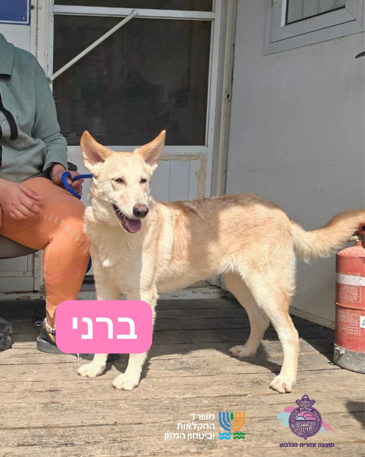 ברני (צילום: כלביית הגלבוע) ברני