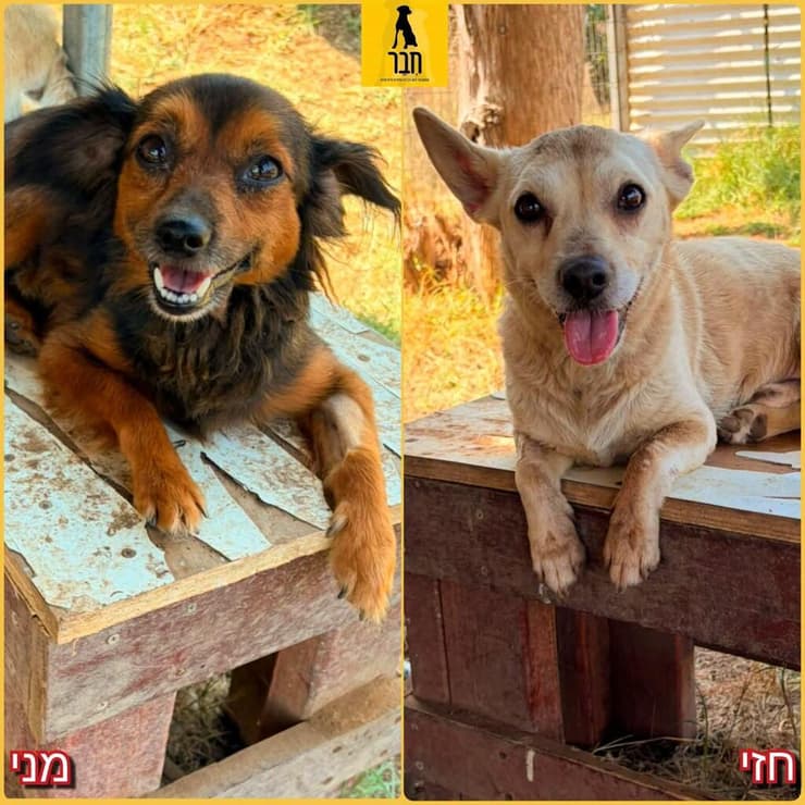 חזי ומני (צילום: עמותת חבר למען הכלבים) חזי ומני