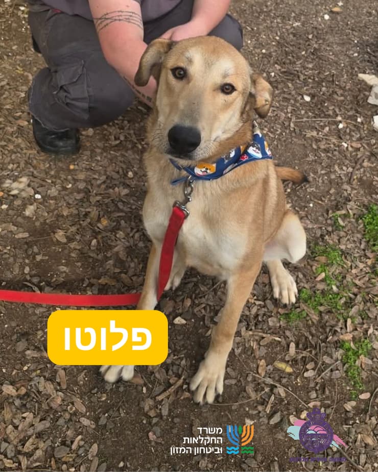 פלוטו (צילום: כלביית הגלבוע) פלוטו