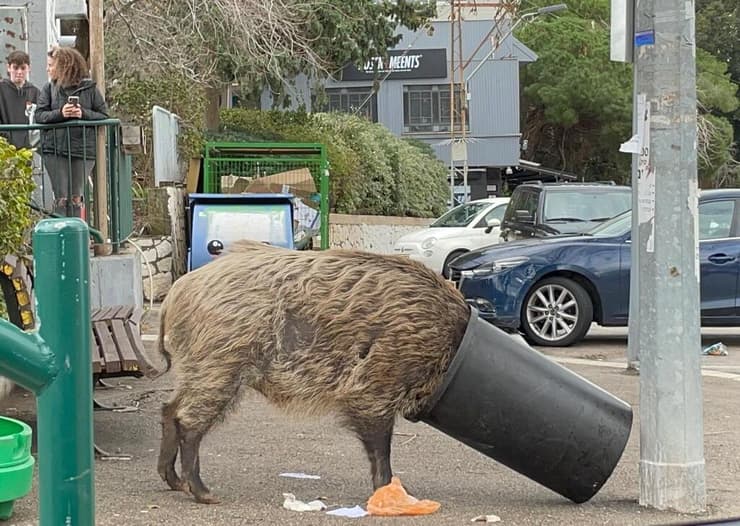 חזיר בר בחיפה (צילום: עדו גל, רשות הטבע והגנים) חזיר בר בחיפה