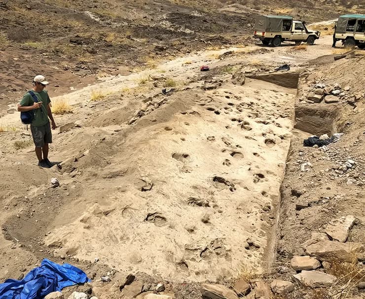 לא רק הומינינים. לצד טביעות הרגל של אבותינו הקדומים התגלו גם טביעות של שלל בעלי חיים, כולל היפופוטמים מסוכנים. אתר הטביעות המאובנות לחוף אגם טורקאנה (צילום: Kay Behrensmeyer, Smithsonian) לא רק הומינינים. לצד טביעות הרגל של אבותינו הקדומים התגלו גם טביעות של שלל בעלי חיים, כולל היפופוטמים מסוכנים. אתר הטביעות המאובנות לחוף אגם טורקאנה