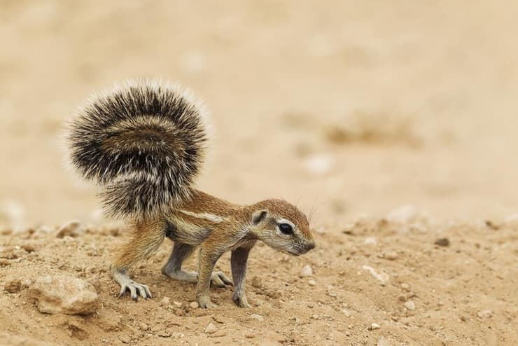 סנאי קרקע בדרום אפריקה (צילום: imageBROKER.com/Shutterstock) סנאי קרקע בדרום אפריקה