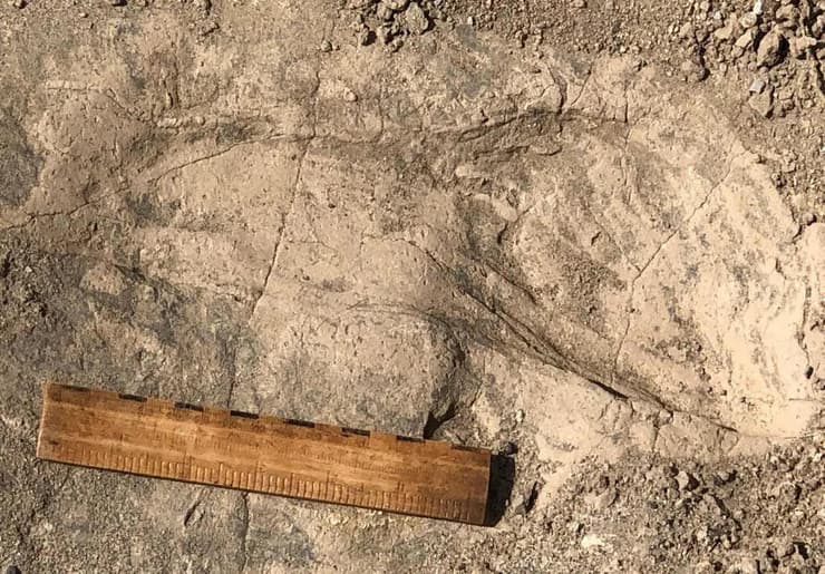 הטביעות שהתגלו היו גדולות בהרבה ממה שהיינו מצפים מהומינין בגובה 1.30 מ'. אחת מטביעות הרגל המאובנות שנלמדו במחקר החדש (צילום: Kay Behrensmeyer, Smithsonian) הטביעות שהתגלו היו גדולות בהרבה ממה שהיינו מצפים מהומינין בגובה 1.30 מ'. אחת מטביעות הרגל המאובנות שנלמדו במחקר החדש