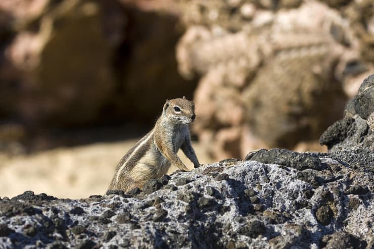 סנאי קרקע (צילום: Andreas Rose/Shutterstock) סנאי קרקע