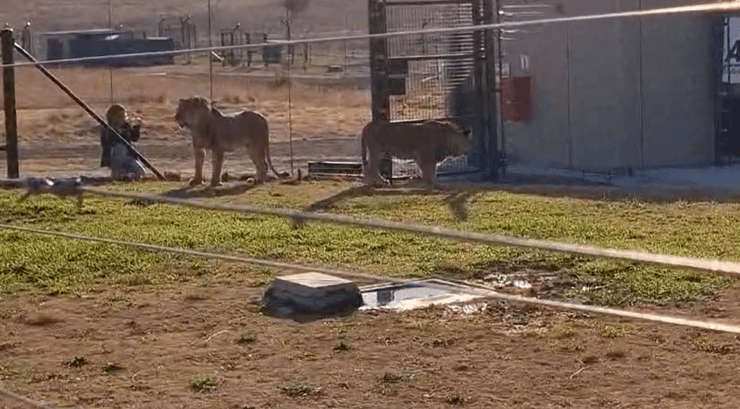 מסתגלים לבית החדש (צילום: אורי לניאל, רשות הטבע והגנים) האריות שהועברו לדרום אפריקה