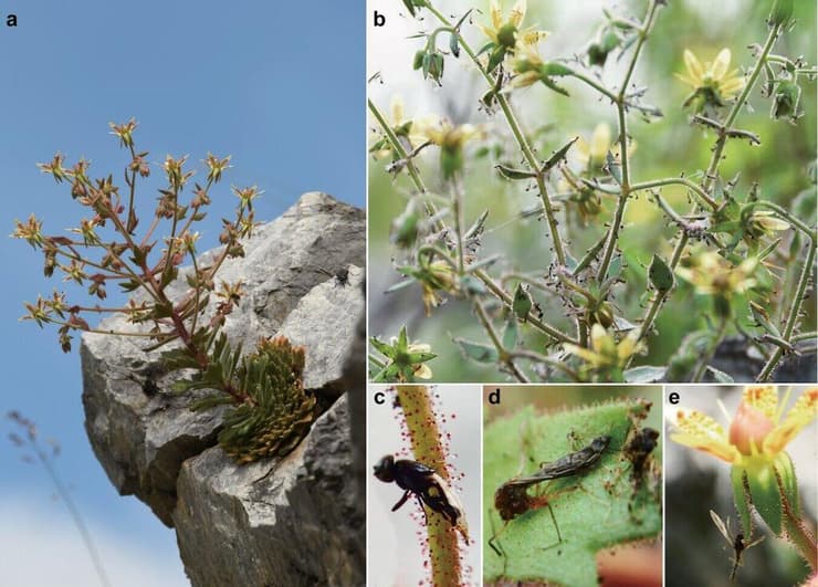 המורפולוגיה של הצמח הטורף Saxifraga candelabrum שהתגלה בסין (צילום: מתוך כתב העת Nature Communications) המורפולוגיה של הצמח הטורף Saxifraga candelabrum שהתגלה בסין