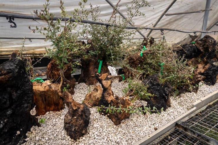 החלקים ששוקמו מעצי הזית (צילום: שלו שלום) החלקים ששוקמו מעצי הזית