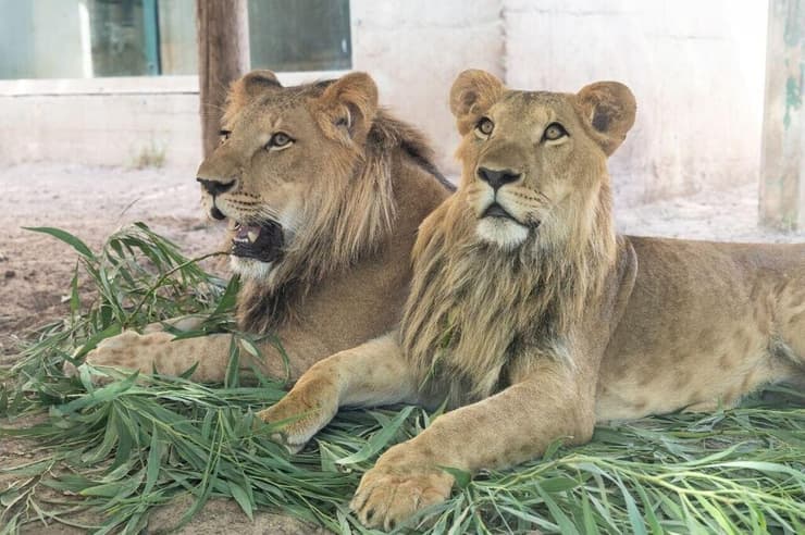 אורי ובן צור (צילום: אורי לניאל, רשות הטבע והגנים) אורי ובן צור