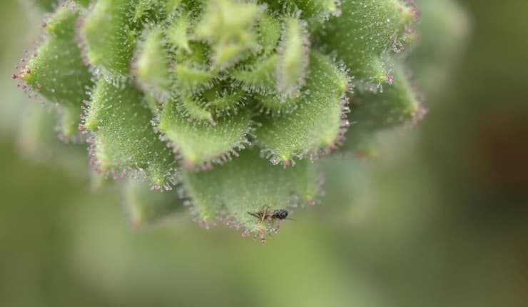 חרק שנלכד בשערותיו הדביקות של הצמח Saxifraga candelabrum (צילום: Xin-Jian Zhang) חרק שנלכד בשערותיו הדביקות של הצמח Saxifraga candelabrum