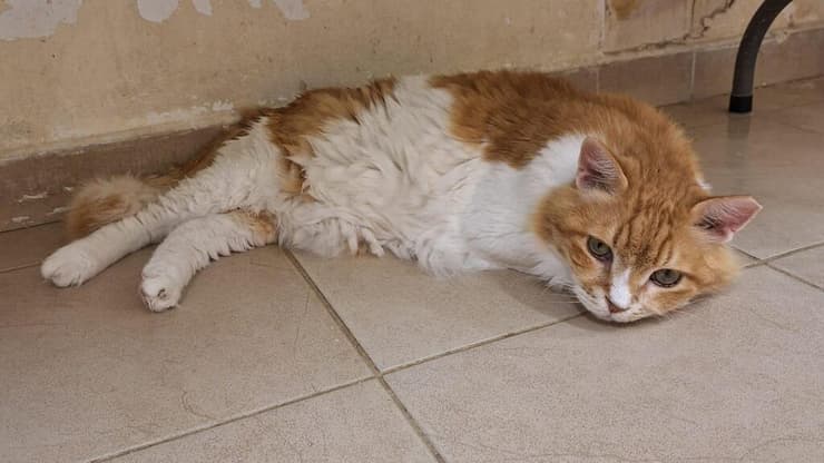 קטורז (צילום: כפר סבא ורעננה אוהבות חיות) קטורז