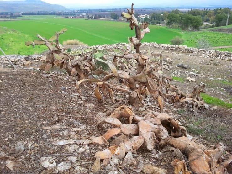 הפגיעה בצמח (צילום: פרופ צביקה מנדל, מכון וולקני) הפגיעה בצמח