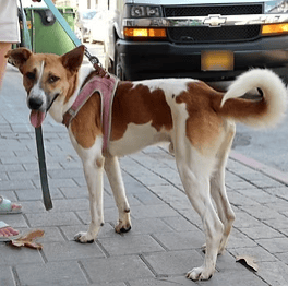 דימה (צילום: צער בעלי חיים רמת גן והסביבה) דימה