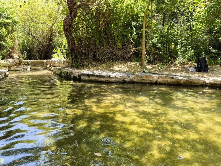 בריכת השכשוך בשמורת נחל עיון (צילום: אסף רוזן) שמורת טבע נחל עיון