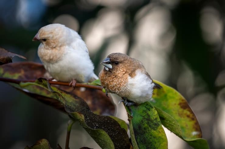 זוג של פינק בנגלי יושב על ענף של עץ (צילום: Ian Fox/Shutterstock) זוג של פינק בנגלי יושב על ענף של עץ