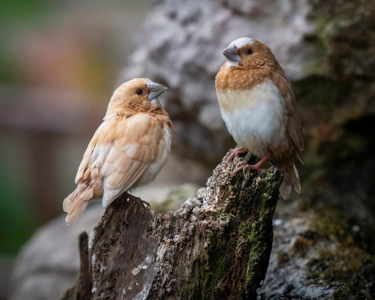 זוג של פינק בנגלי (צילום: Ian Fox/Shutterstock) זוג של פינק בנגלי