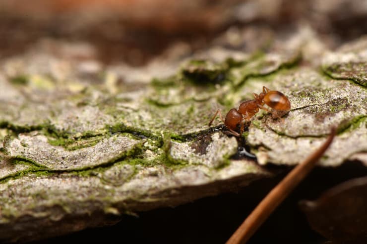 נמלת בלוט מהמין Temnothorax nylanderi