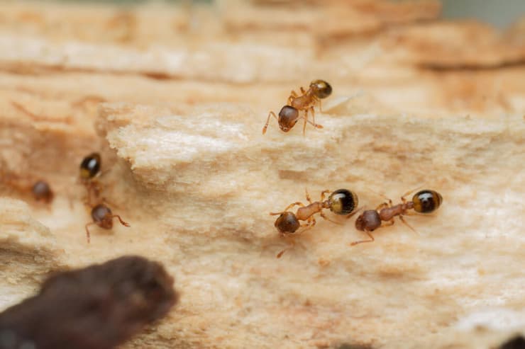 נמלי בלוט מהמין Temnothorax nylanderi