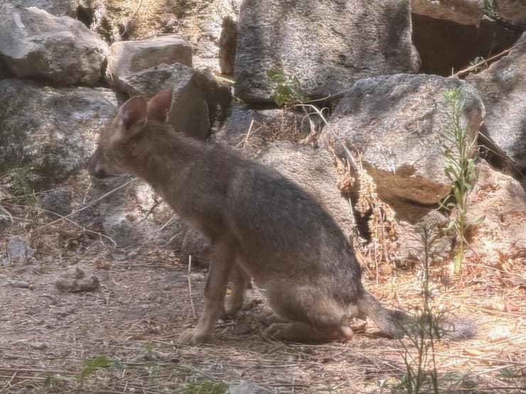 נקבת התן שומרת על הגורים תנים ליד בניין ברמת גן
